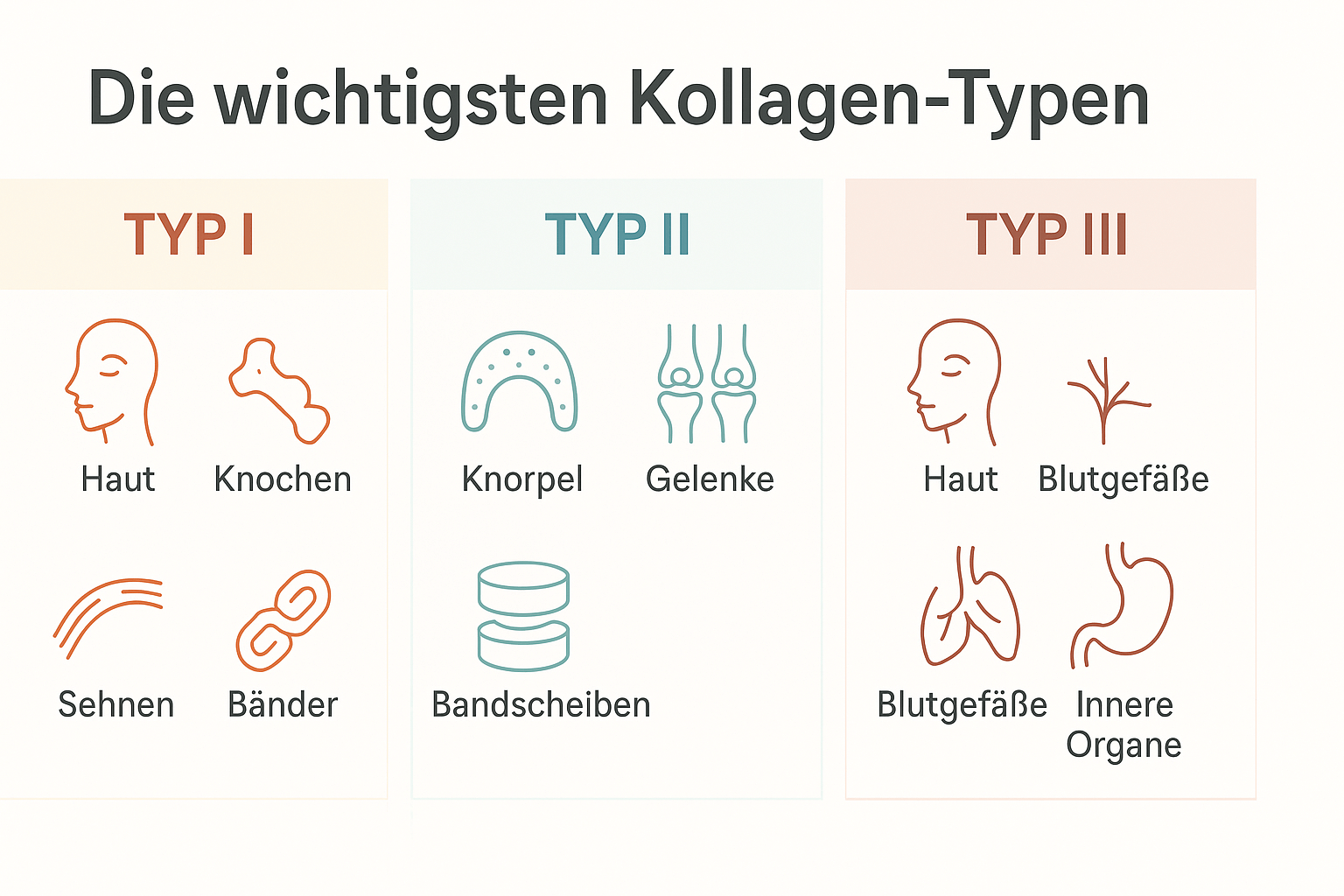 Infografik: Übersicht der Kollagen-Typen. Typ I für Haut, Knochen, Sehnen und Bänder; Typ II für Knorpel, Gelenke und Bandscheiben; Typ III für Haut, Blutgefäße und innere Organe